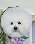 애견미용 Salon 티엔독