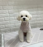 핑크언니PET샵