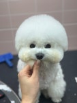 버블독스 대연혁신지구점