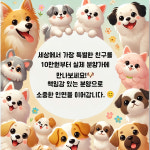 더독스 강아지분양 서울