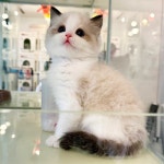 네발하우스 고양이전문 마포점