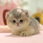 고양이분양 모나미네코 울산 본점