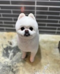 강아지멋내기