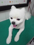내사랑똥강아지