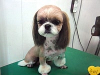 내사랑똥강아지