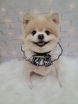 슈가펫살롱