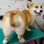 내사랑똥강아지