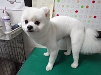 내사랑똥강아지