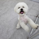 탐나개