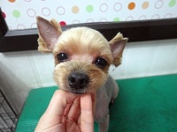 내사랑똥강아지