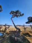 이한조경