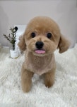 콩자반애견미용실