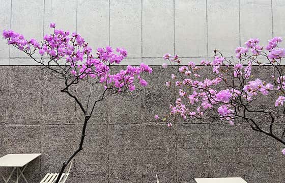 카페 연일 사진