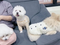 놀루오숑 애견유치원&호텔&놀이터