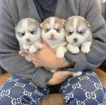 강아지분양 애견분양 퍼피플라워 하남점