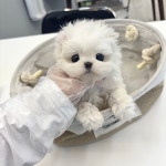 강아지분양 애견분양 퍼피플라워 하남점