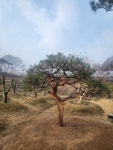 이한조경