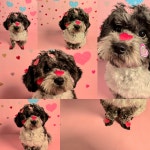 살랑살랑 멍치원 애견유치원