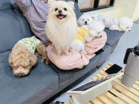 놀루오숑 애견유치원&호텔&놀이터