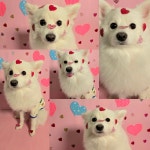 살랑살랑 멍치원 애견유치원