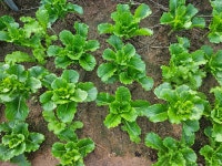 삼정참숯생고기