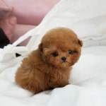 대구강아지분양 럽댕