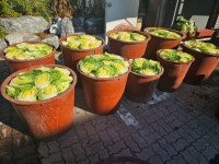 삼정참숯생고기