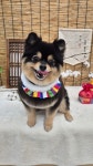 단아펫