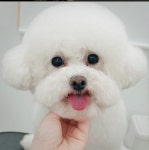 비니펫