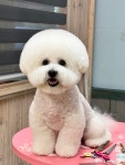 또리네펫살롱 애견미용실