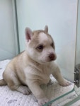 강아지를부탁해