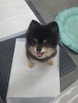 포동이펫살롱