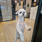 꼬로롱멍