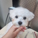 꼬로롱멍