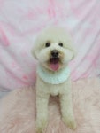 포동이펫살롱