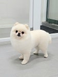 아마리
