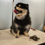 꼬로롱멍