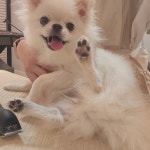 꼬로롱멍