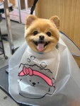 울산제이앤독애견샵