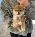 강아지를부탁해