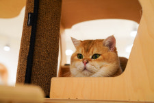 고양이분양 전문 달루나캣츠 마포점