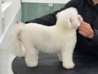 대구애견미용 강아지호텔 모여라솜뭉치