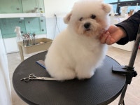 대구애견미용 강아지호텔 모여라솜뭉치