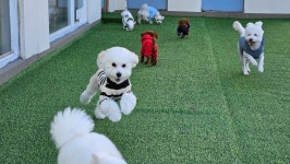 포근 애견유치원