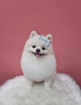 센텀애견미용