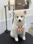 대구애견미용 강아지호텔 모여라솜뭉치