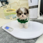 러빙펫 강아지분양 시흥배곧본점