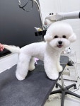 까까독아산애견미용아산애견호텔