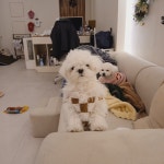 르라움 애견호텔 유치원 신암점