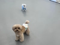 모여라솜뭉치 대구강아지 호텔&미용